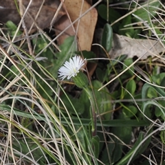 Pappochroma nitidum (Sticky Fleabane) at Bimberi, ACT - 9 Nov 2024 by RAllen