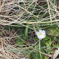 Pappochroma nitidum at Bimberi, ACT - 9 Nov 2024 03:40 PM