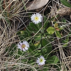 Pappochroma nitidum at Bimberi, ACT - 9 Nov 2024 03:40 PM