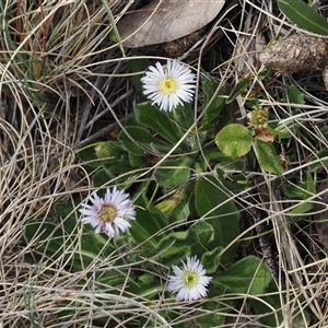 Pappochroma nitidum at Bimberi, ACT - 9 Nov 2024 03:40 PM