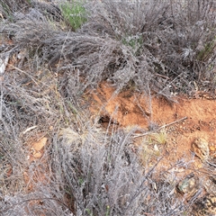 Oryctolagus cuniculus (European Rabbit) at Watson, ACT - 25 Nov 2024 by abread111