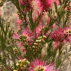 Unidentified Other Shrub at Molonglo, ACT - 24 Nov 2024 by SteveBorkowskis