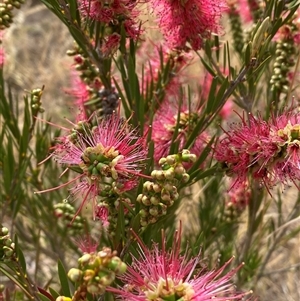 Melaleuca citrina at Molonglo, ACT - 25 Nov 2024