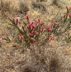 Melaleuca citrina at Molonglo, ACT - 25 Nov 2024