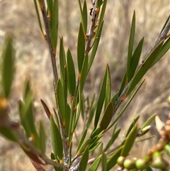 Melaleuca citrina at Molonglo, ACT - 25 Nov 2024