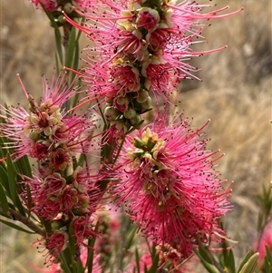 Melaleuca citrina at Molonglo, ACT - 25 Nov 2024