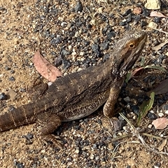 Pogona barbata at Hawker, ACT - 24 Nov 2024 by SteveBorkowskis