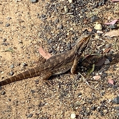 Pogona barbata at Hawker, ACT - suppressed