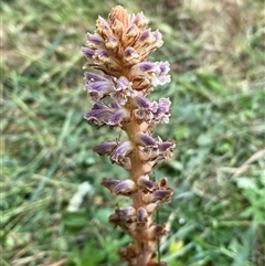 Orobanche minor at Yarralumla, ACT - 25 Nov 2024 by SteveBorkowskis