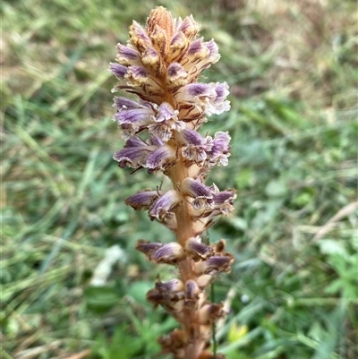 Orobanche minor (Broomrape) at Yarralumla, ACT - 25 Nov 2024 by SteveBorkowskis