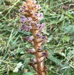 Orobanche minor at Yarralumla, ACT - 25 Nov 2024 02:08 PM