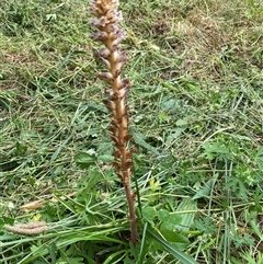 Orobanche minor at Yarralumla, ACT - 25 Nov 2024 02:08 PM