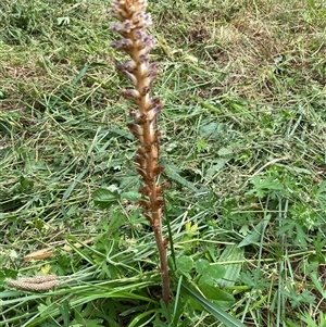 Orobanche minor at Yarralumla, ACT - 25 Nov 2024 02:08 PM