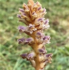 Orobanche minor at Yarralumla, ACT - 25 Nov 2024