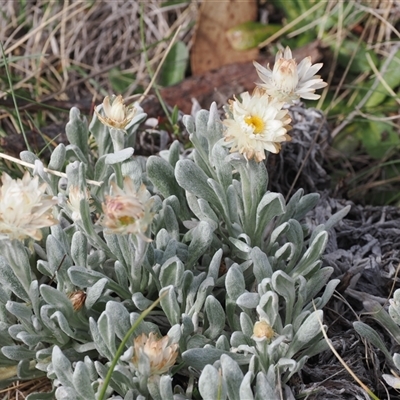 Leucochrysum alpinum (Alpine Sunray) at Bimberi, ACT - 9 Nov 2024 by RAllen