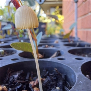 Coprinellus etc. at Watson, ACT - 23 Nov 2024