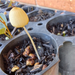 Coprinellus etc. at Watson, ACT - 23 Nov 2024 07:56 AM