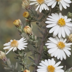 Olearia brevipedunculata at Cotter River, ACT - 9 Nov 2024 by RAllen