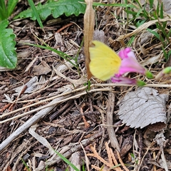 Eurema smilax (Small Grass-yellow) at Braidwood, NSW - 25 Nov 2024 by MatthewFrawley