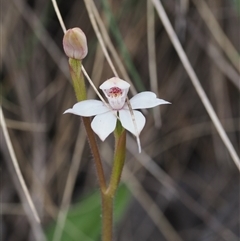 Caladenia alpina (Mountain Caps) at Cotter River, ACT - 9 Nov 2024 by RAllen