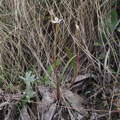 Caladenia alpina at Cotter River, ACT - suppressed