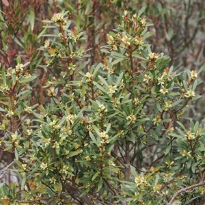 Tasmannia xerophila subsp. xerophila at Cotter River, ACT - 9 Nov 2024