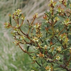 Tasmannia xerophila subsp. xerophila at Cotter River, ACT - 9 Nov 2024 04:16 PM