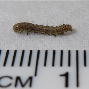 Lepidoptera unclassified IMMATURE moth at Macarthur, ACT by RodDeb