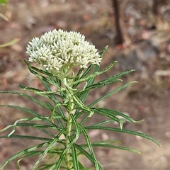 Cassinia longifolia (Shiny Cassinia, Cauliflower Bush) at Weetangera, ACT - 24 Nov 2024 by sangio7