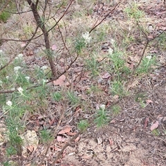 Cassinia longifolia at Weetangera, ACT - 25 Nov 2024 08:42 AM