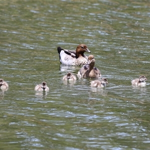 Chenonetta jubata (Australian Wood Duck) at Bonython, ACT by RodDeb