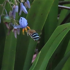 Amegilla (Zonamegilla) asserta (Blue Banded Bee) at Bonython, ACT - 25 Nov 2024 by RodDeb