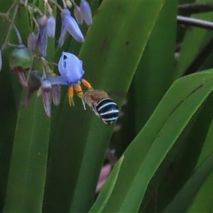 Amegilla (Zonamegilla) asserta (Blue Banded Bee) at Bonython, ACT by RodDeb