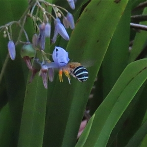 Amegilla (Zonamegilla) asserta at Bonython, ACT - 25 Nov 2024