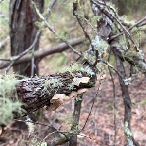 Trametes sp. at Rocky Hall, NSW by JTran