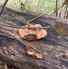 Rhodofomitopsis lilacinogilva complex (Lilac Shelf Fungus) at Rocky Hall, NSW - 24 Nov 2024 by JTran