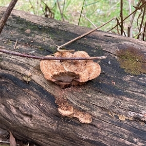 Rhodofomitopsis lilacinogilva complex (Lilac Shelf Fungus) at Rocky Hall, NSW by JTran