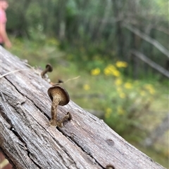 Lentinus arcularius at Rocky Hall, NSW - 24 Nov 2024 by JTran