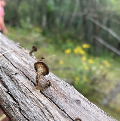 Lentinus arcularius at Rocky Hall, NSW - 24 Nov 2024 by JTran