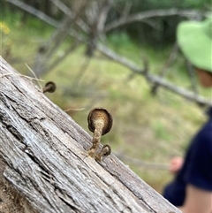 Lentinus arcularius at Rocky Hall, NSW - 24 Nov 2024 04:45 PM