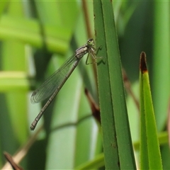 Ischnura heterosticta at Bonython, ACT - 25 Nov 2024 by RodDeb