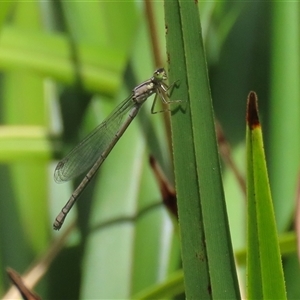 Ischnura heterosticta at Bonython, ACT by RodDeb