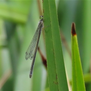 Ischnura heterosticta at Bonython, ACT - 25 Nov 2024 01:44 PM