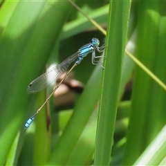 Ischnura heterosticta at Bonython, ACT - 25 Nov 2024 by RodDeb