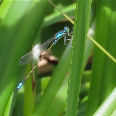 Ischnura heterosticta at Bonython, ACT - 25 Nov 2024 by RodDeb