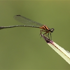 Nososticta solida at Bonython, ACT - 25 Nov 2024 by RodDeb