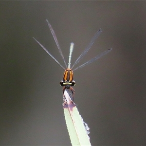 Nososticta solida at Bonython, ACT - 25 Nov 2024 01:27 PM