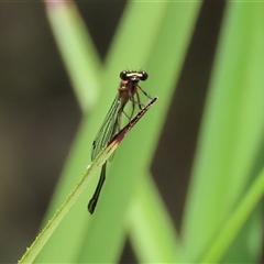 Nososticta solida at Bonython, ACT - 25 Nov 2024