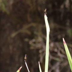 Nososticta solida at Bonython, ACT - 25 Nov 2024