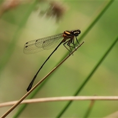 Nososticta solida at Bonython, ACT - 25 Nov 2024